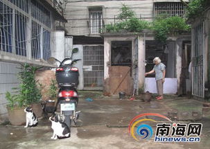 海口建材公司宿舍里有好几户人家养鸡养猫等家禽和小动物( )
